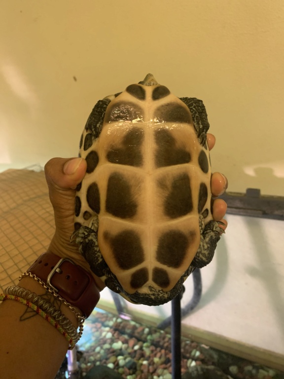 Nouveau bassin extérieur pour 2 tortues aquatiques 88406110