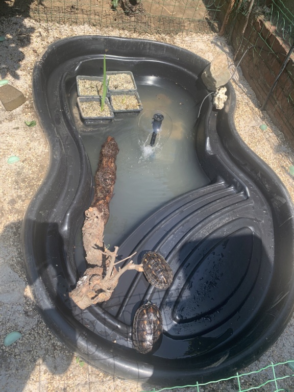 Nouveau bassin extérieur pour 2 tortues aquatiques 96bb8310