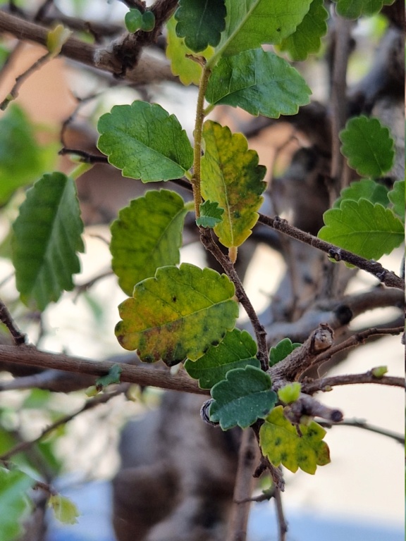 Zelkova con posible infección fúngica 20230313