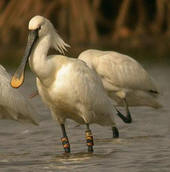 Les oiseau du Niger [photographie] Oiseau11