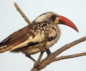 Les oiseau du Niger [photographie] Oiseau12
