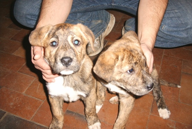 CHIOTS BOXER 1 male + 1 femelle 2 mois - Page 2 2_bb_x10