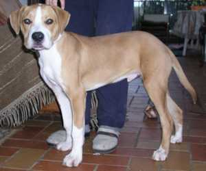 CHARLY MALE X BOXER 5 MOIS Charly10