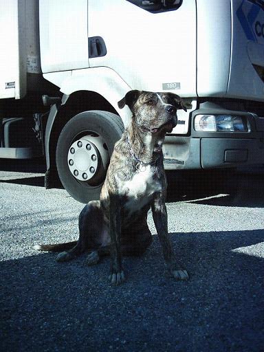 WAKO MALE BOXER X DOGO 2 ANS Waco_110