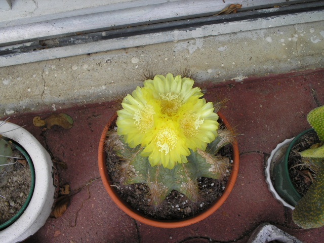 Cactus 01082010