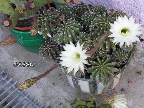 Cactus Cactus10