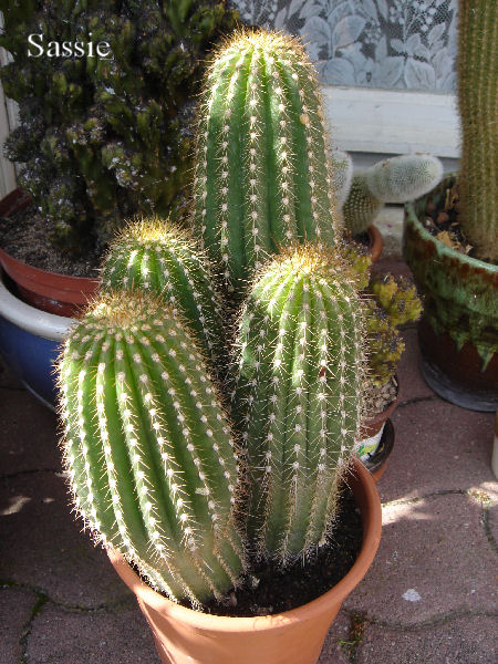 Cactus Dsc00310