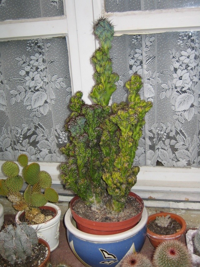Cactus Img_0011