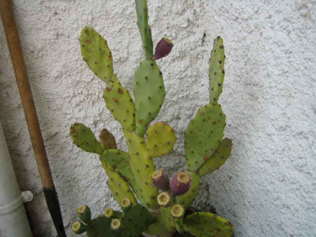 Cactus Img_1510