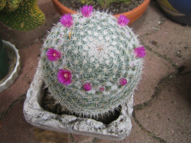 Cactus Img_1811