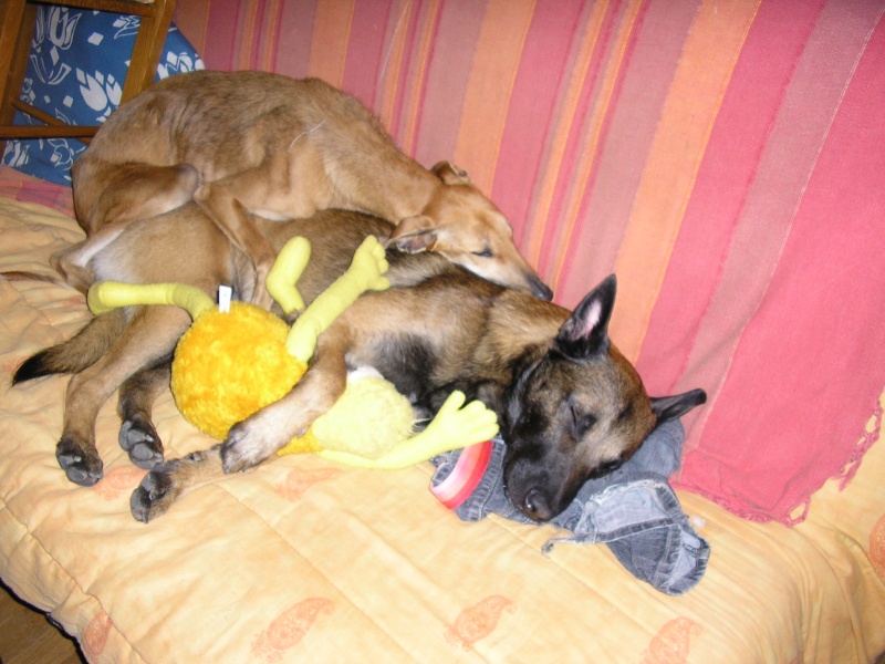 Mes chiens Photo_31