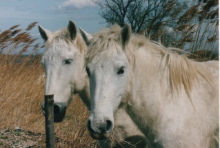 La Camargue 0111