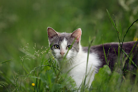 La gouvernement Wallon suplie les chasseurs de tue les chats Chat-h10