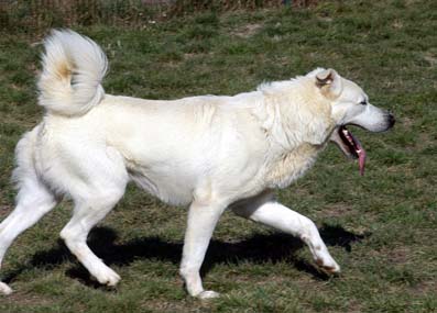 Jackson, croisé husky/berger B57311