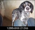 URGENT AVANT EUTHA POUR CE X SETTER Xsette11