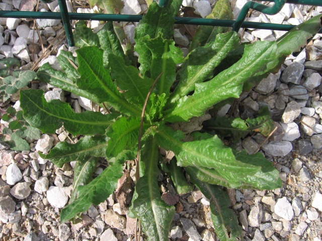 identification plante de mon jardin...(:lactuca seriola) Img_0115