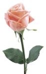 Quizz Saint Valentin Rose111