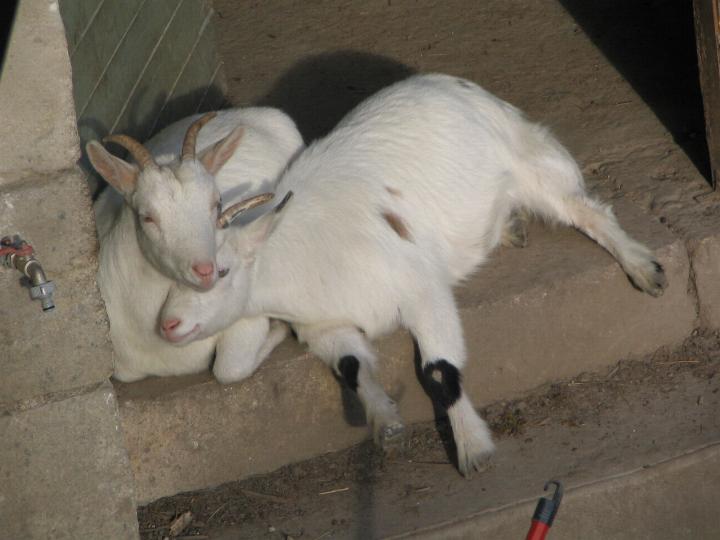 Moment de tendresse Biket160