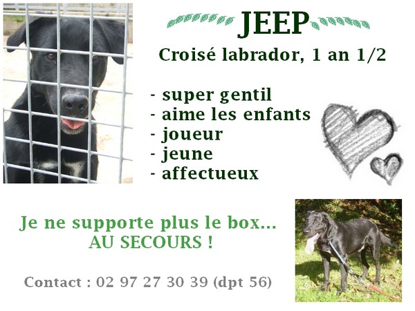 TRES URGENT pour JEEP x labrador (56) Pontivy Jeep1010