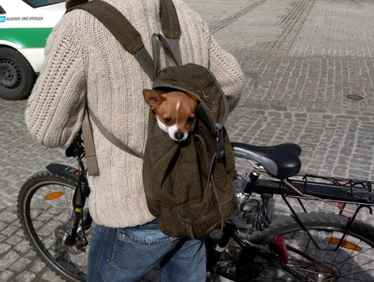 Drle de manire de promener son chien Chien-10