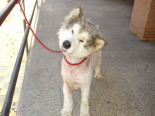 Urgent avant SPA - BRU NO, malamute 4 ans à Séville E 07020913