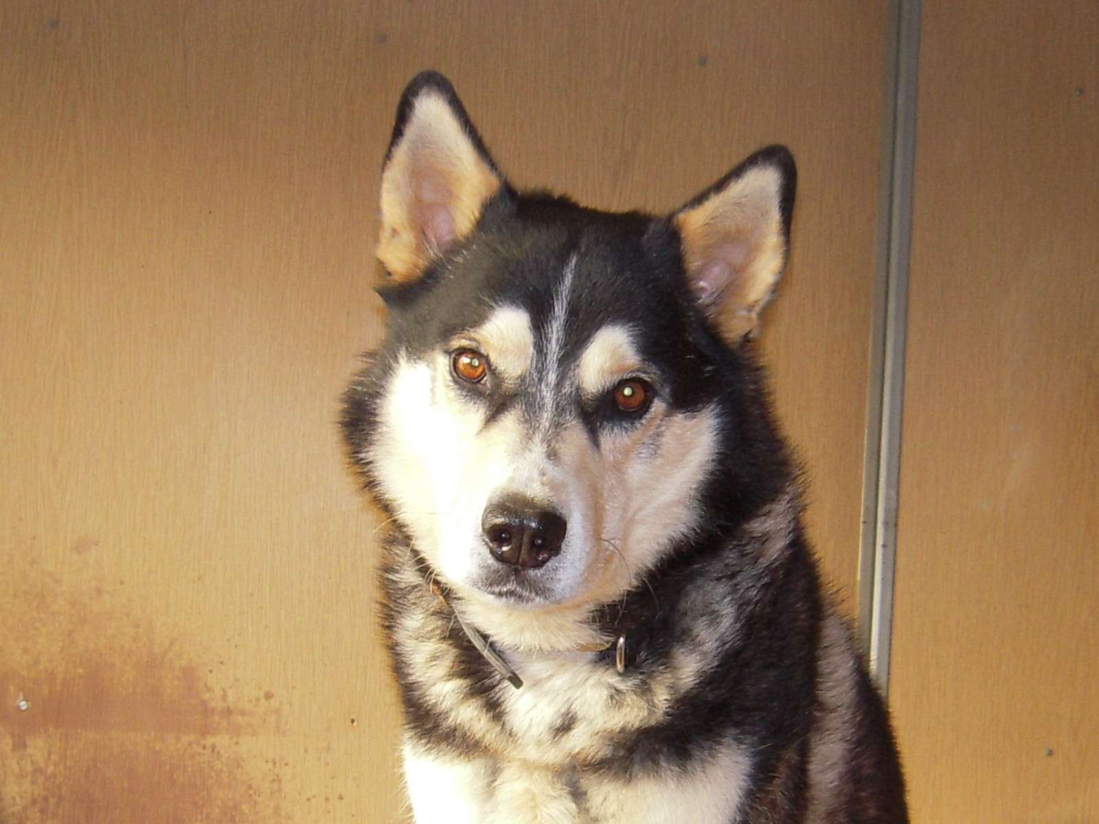 SOS SOS Andrak 7ans (M) X Husky doit changer rapidement de famille ..Part (82) Andrak10