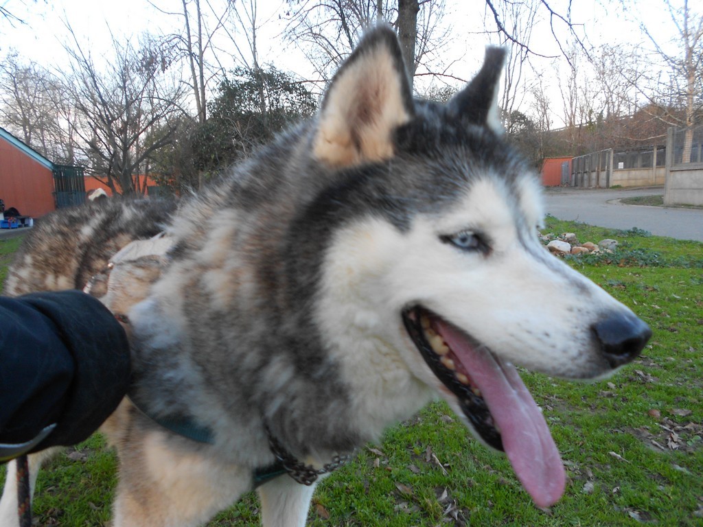 TRES TRES URGENT !!!Douce, husky femelle âgée de 8/10ans SPA de Toulouse (31)Décedée Douce11