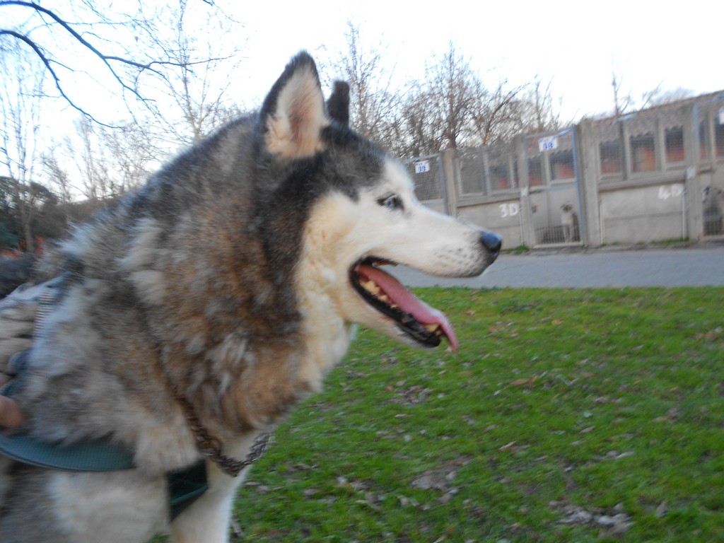 TRES TRES URGENT !!!Douce, husky femelle âgée de 8/10ans SPA de Toulouse (31)Décedée Douce410