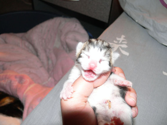 Nuit agitée, des chatons viennent de naitre à la maison! Chaton12