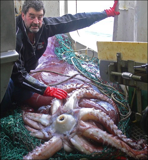 un calamar de 450kg Sge_ur10