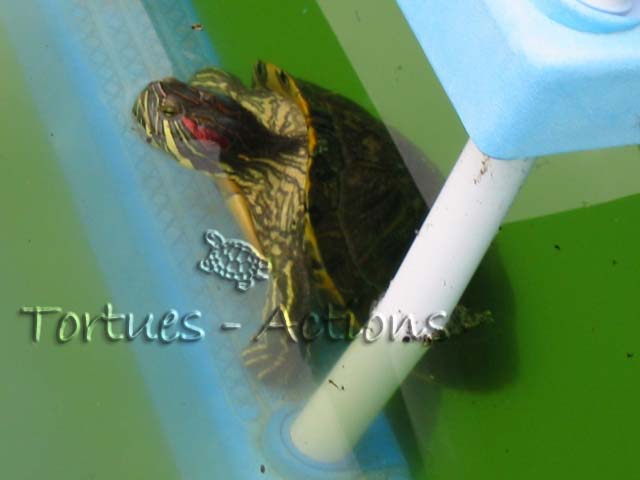 ma tortue de floride Recove12