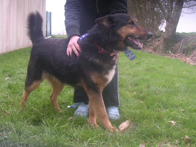 Croisé Beauceron, 9 ans - ADOPTÉ Boy1210