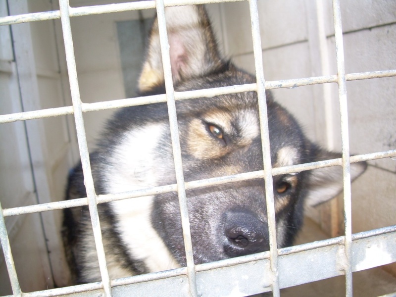 BOSCO - croisé malamute de 11 mois. Bosco411