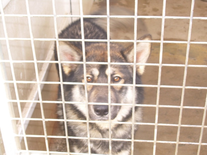 BOSCO - croisé malamute de 11 mois. Bosco_10