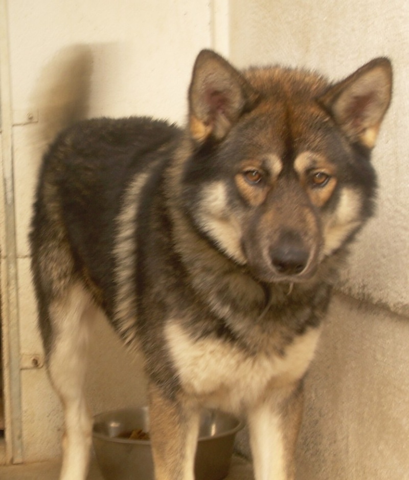 BOSCO - croisé malamute de 11 mois. Bosco_15