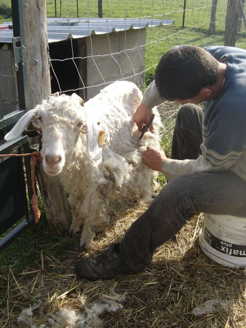 la tonte de notre chevre angora Dsc02411