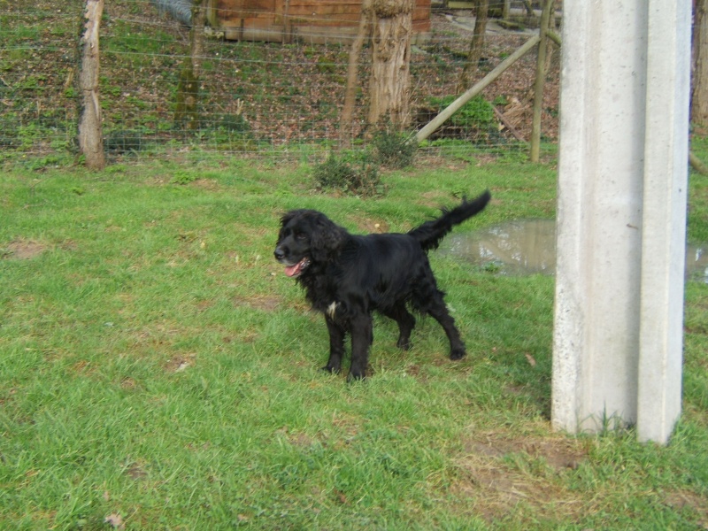 Basile, croisé Springer Spaniel né en 2005 (Tabanac) Photo_80