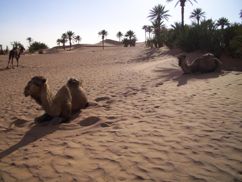 Ouarzazate et mourir? Terbis10