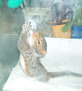 Un bébé écureuil Ecureu11
