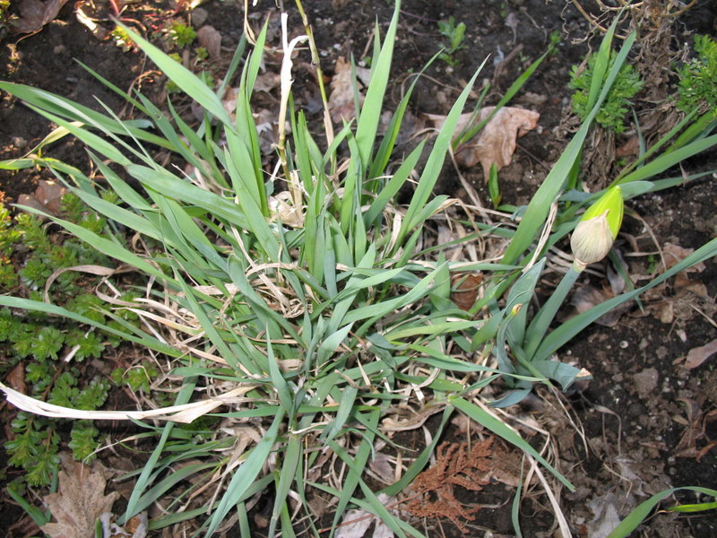 Iris germanica Img_0067