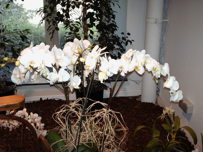 Exposition d'orchidées, jardin botanique de liège Orch1510