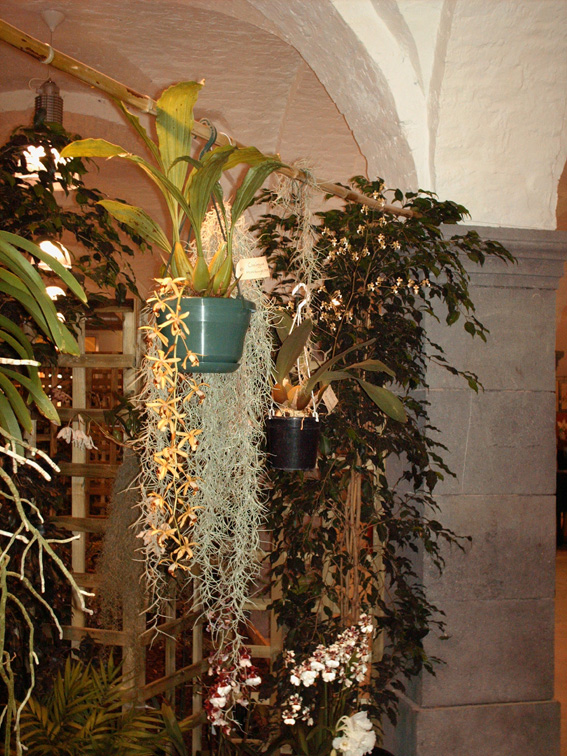 Exposition d'orchidées, jardin botanique de liège Orch2910
