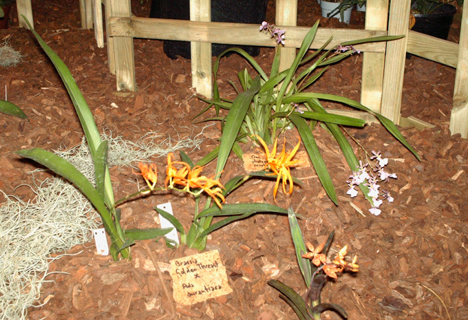 Exposition d'orchidées, jardin botanique de liège Orch410