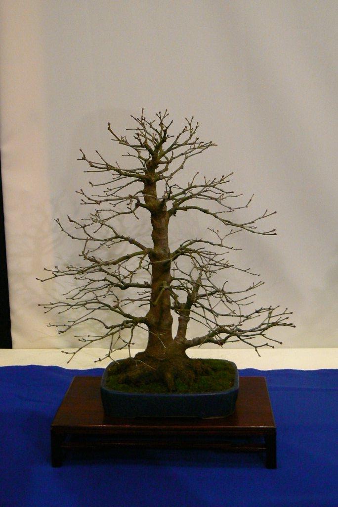 Noelanders Trophy XI P1050922