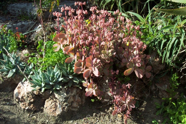 KALANCHOE  MAIS  LEQUEL ? Chez_h13