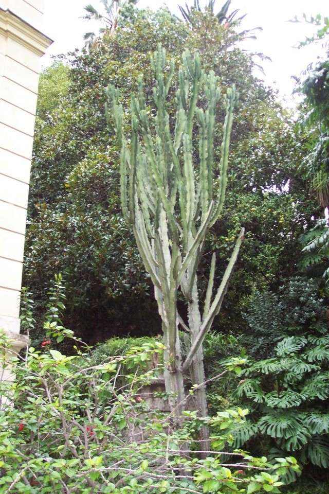 Euphorbia ingens encombrante Jardin10