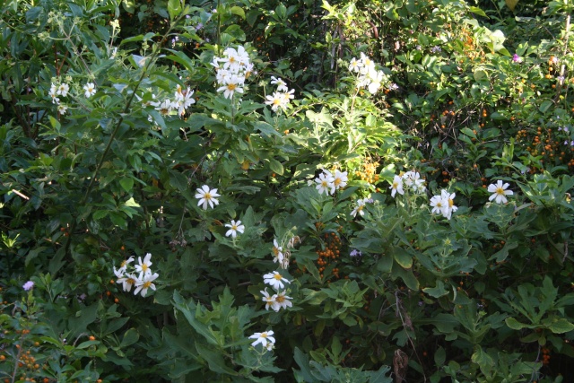 Mes marguerites de Noel, les Montanoa Montan14