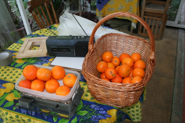 Cédrats Orange10