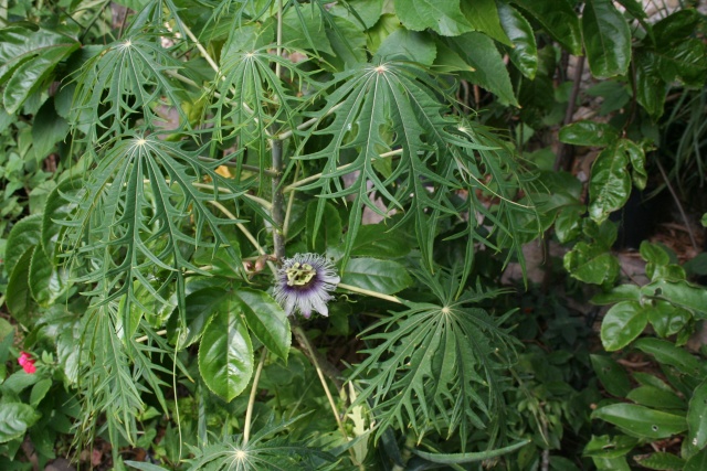 Passiflores au naturel seconde mouture Passif11