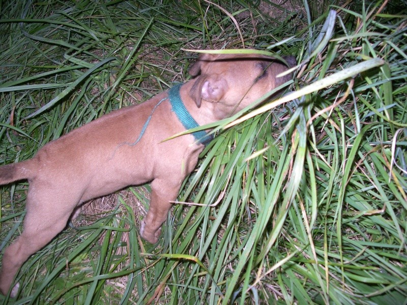Dynee [American Staffordshire Terrier] Imgp0912